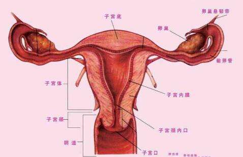 女性生殖生理的各阶段特征
