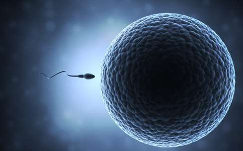 备孕小知识：精子和卵子结合需要多长时间