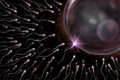 备孕小知识：精子和卵子结合需要多长时间