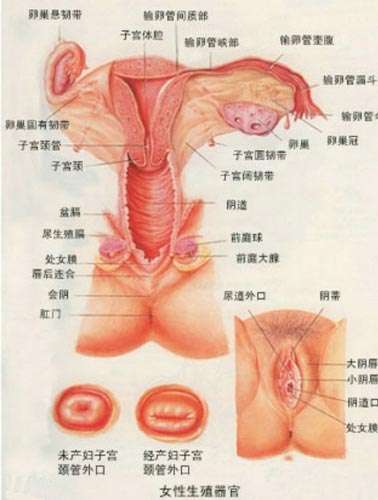 图解：女人阴道里的“标准”尺寸