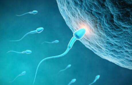 超级精子 多精入卵也难孕
